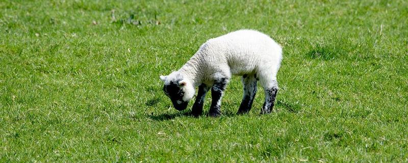 羊吃哪些草,吃苜蓿、狼尾草、菊苣等