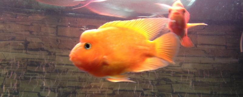 鹦鹉鱼会咬伤其它鱼吗，会咬伤其它鱼