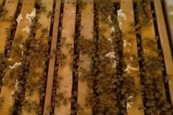 中蜂双王群如何安全组建，喷洒蜂蜜水可以混淆群味