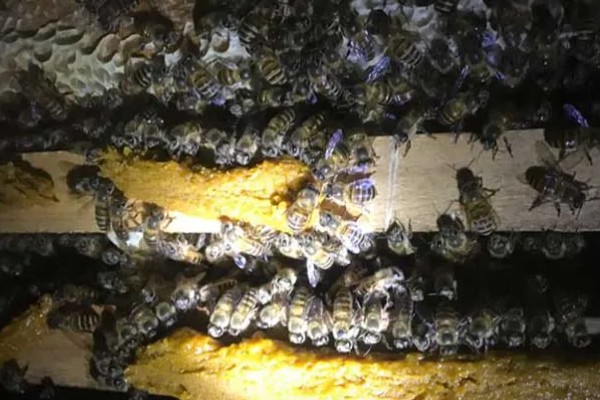 中蜂双王群如何安全组建，喷洒蜂蜜水可以混淆群味