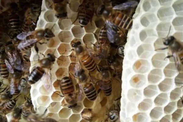 中蜂双王群如何安全组建，喷洒蜂蜜水可以混淆群味