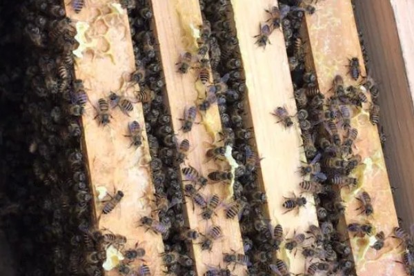 中蜂双王群如何安全组建，喷洒蜂蜜水可以混淆群味