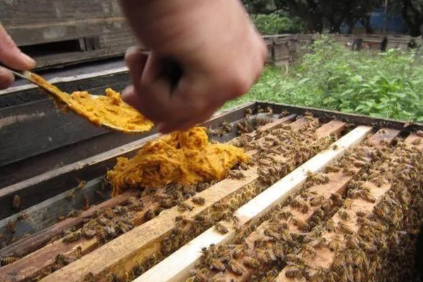 中蜂双王群如何安全组建，喷洒蜂蜜水可以混淆群味