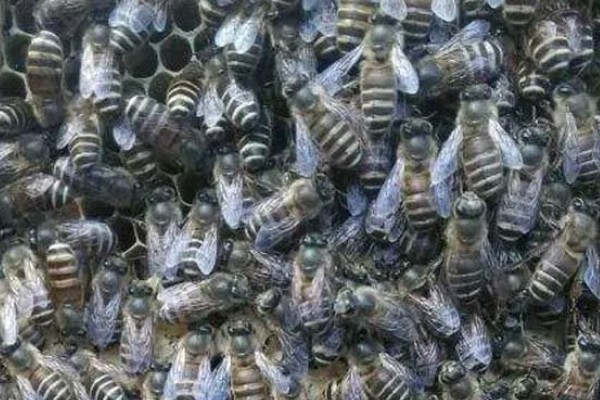 中蜂双王群如何安全组建，喷洒蜂蜜水可以混淆群味