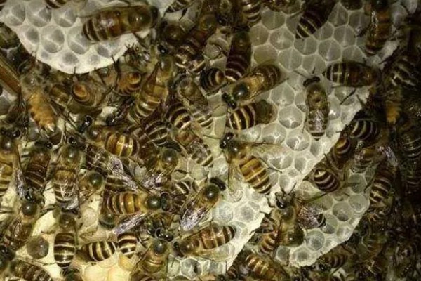 中蜂双王群如何安全组建，喷洒蜂蜜水可以混淆群味