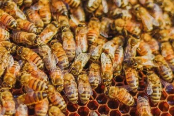 中蜂双王群如何安全组建，喷洒蜂蜜水可以混淆群味