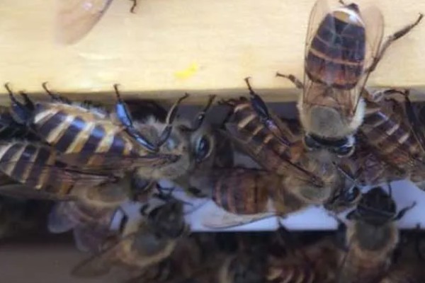 中蜂双王群如何安全组建，喷洒蜂蜜水可以混淆群味