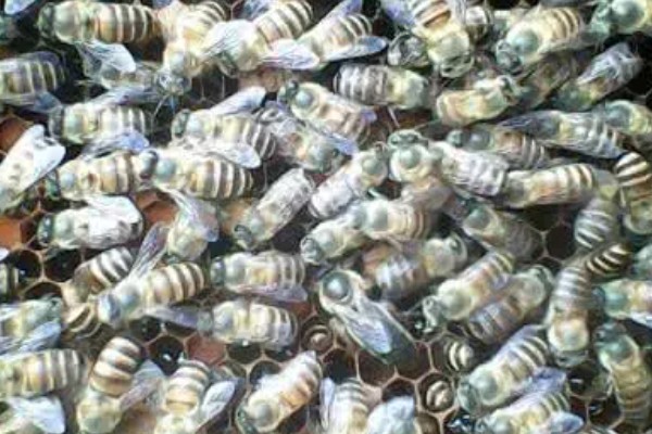 中蜂双王群如何安全组建，喷洒蜂蜜水可以混淆群味