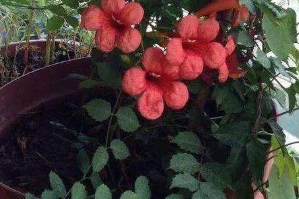 凌霄花的别名，别名是紫葳、五爪龙、藤萝花等