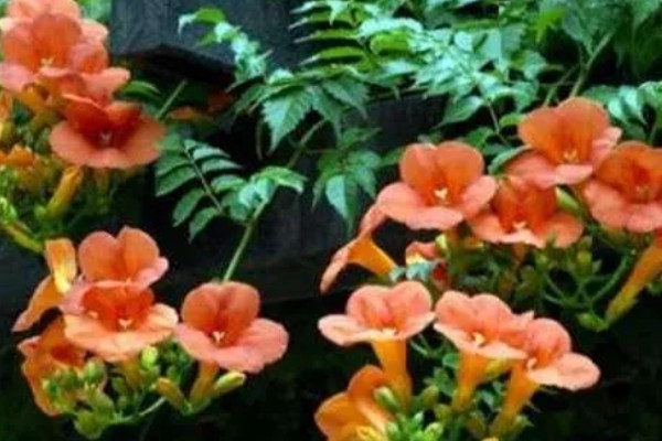 凌霄花的别名，别名是紫葳、五爪龙、藤萝花等