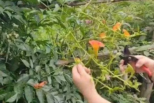 凌霄花的别名，别名是紫葳、五爪龙、藤萝花等