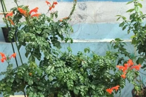 凌霄花的别名，别名是紫葳、五爪龙、藤萝花等