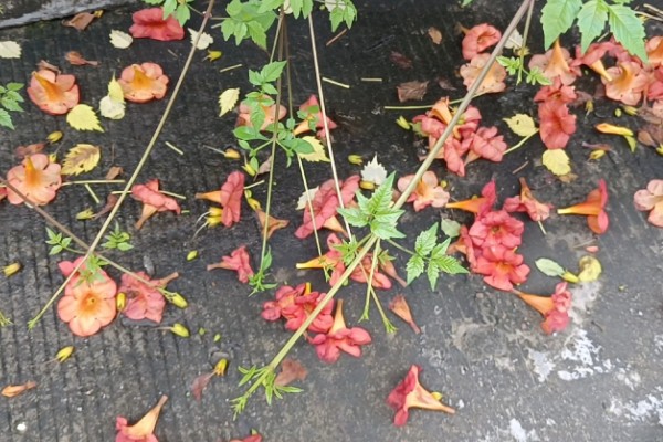 凌霄花的别名，别名是紫葳、五爪龙、藤萝花等