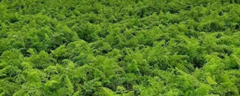 胡萝卜留种方法，收获后进行田间株选