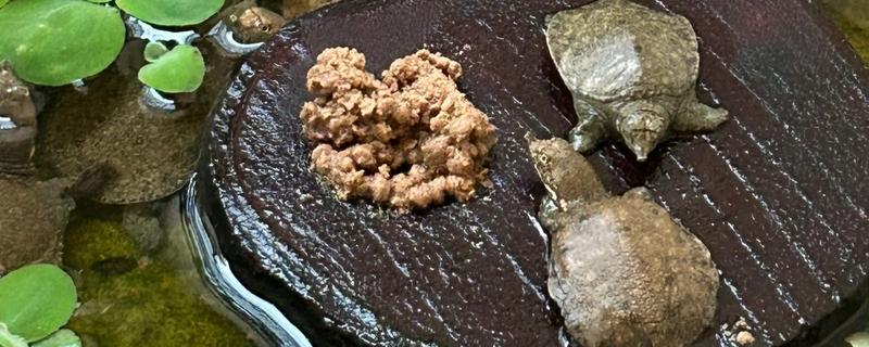 甲鱼如何喂养，适宜水深为1.5米左右