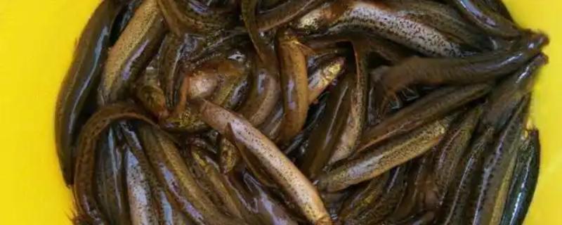 泥鳅打窝用量，生窝可一次性打5-8斤