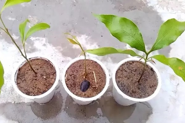 荔枝的种植方法,定植一个月后施以速效氮肥为主的肥料