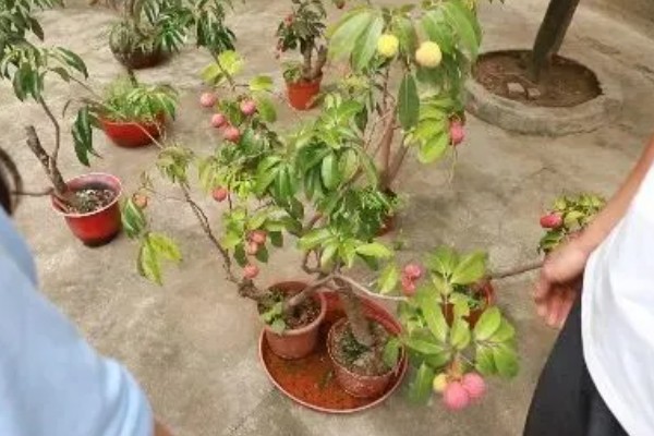 荔枝的种植方法,定植一个月后施以速效氮肥为主的肥料
