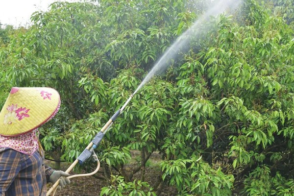 荔枝的种植方法,定植一个月后施以速效氮肥为主的肥料