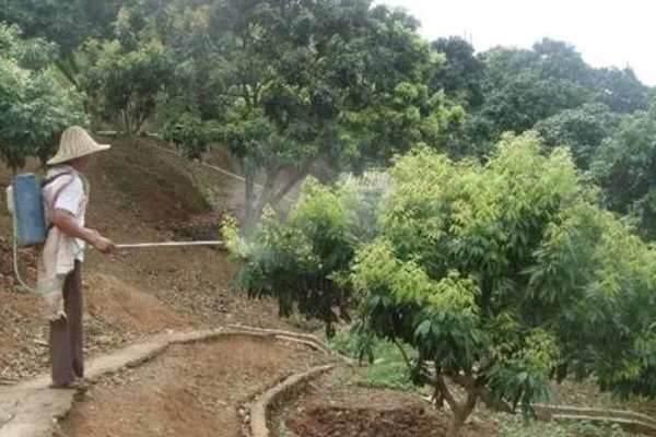 荔枝的种植方法,定植一个月后施以速效氮肥为主的肥料