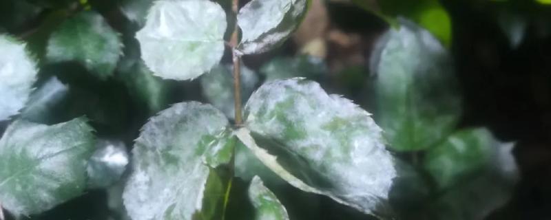 花卉叶子上有黏黏的东西如何解决,出现蚧壳虫可以喷施吡虫啉等药剂