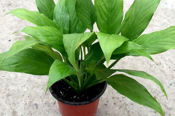 白掌能用全沙土种植吗，不可用全沙土种植