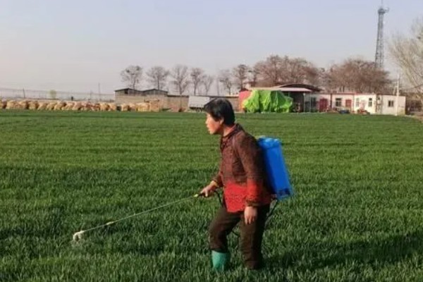 小麦赤霉病怎么防治,可喷施多菌灵等药物