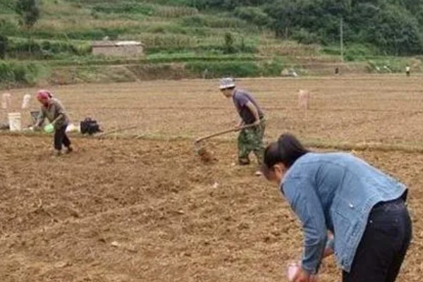 小麦赤霉病怎么防治,可喷施多菌灵等药物