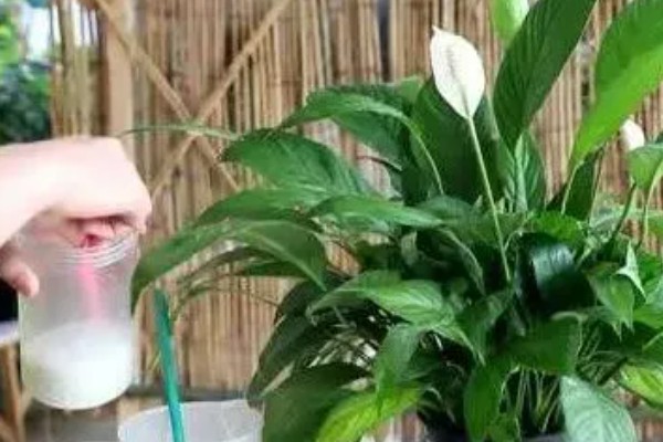 白掌能用全沙土种植吗，不可用全沙土种植