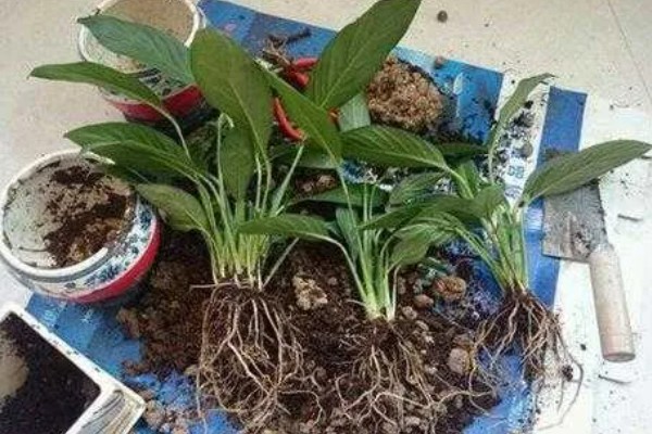 白掌能用全沙土种植吗，不可用全沙土种植