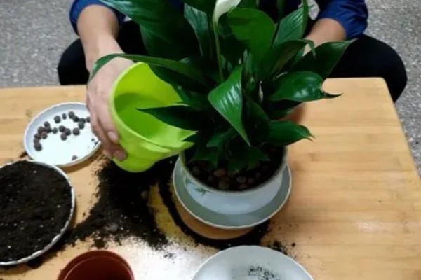 白掌能用全沙土种植吗，不可用全沙土种植