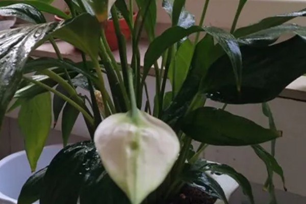 白掌能用全沙土种植吗，不可用全沙土种植