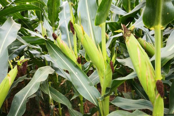 金科248玉米种子特点，适宜密度为4500株/亩左右