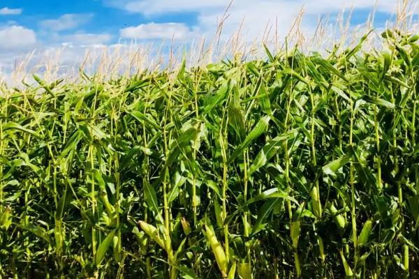 金科248玉米种子特点，适宜密度为4500株/亩左右