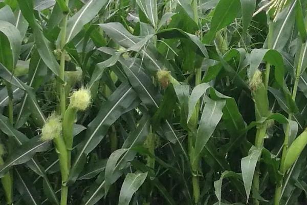 u225玉米品种简介，高抗茎腐病