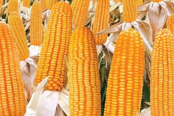 丰禾玉898玉米品种的特性，结合每亩施尿素20千克