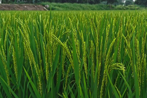 川谷优1244（参试名：友试177）水稻种子介绍，全生育期为148.1天