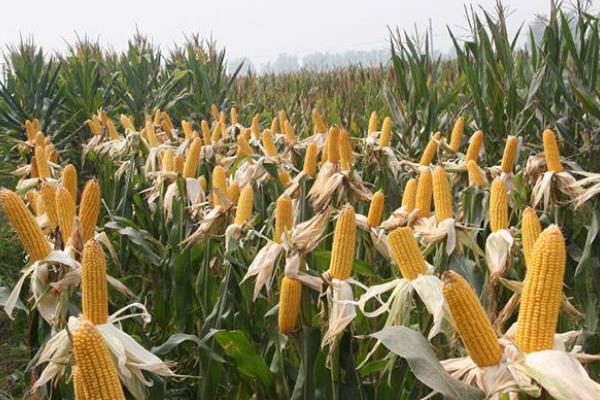 福盛园327玉米种子特征特性，中抗穗腐病