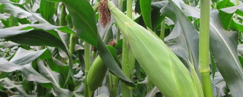 u225玉米品种简介，高抗茎腐病