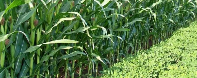 益田30玉米品种的特性，适宜播期4月下旬至5月上旬