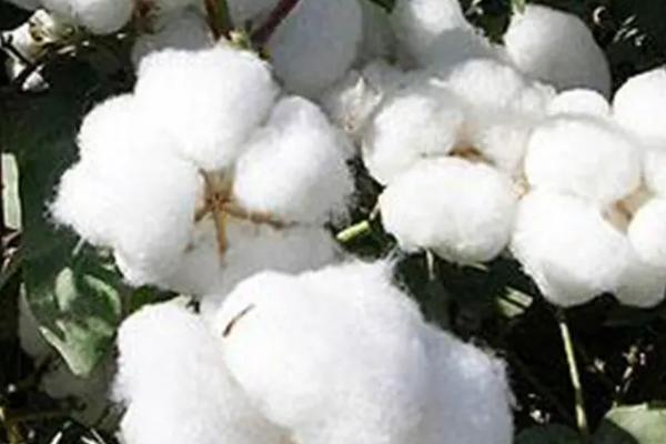 冈棉20号棉花种子特点,属转Bt基因常规抗虫棉品种