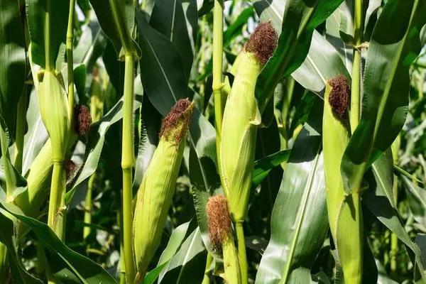 吉农大92玉米品种的特性，4月下旬至5月上旬播种