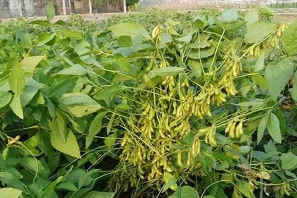 九科豆006大豆品种简介，中早熟品种