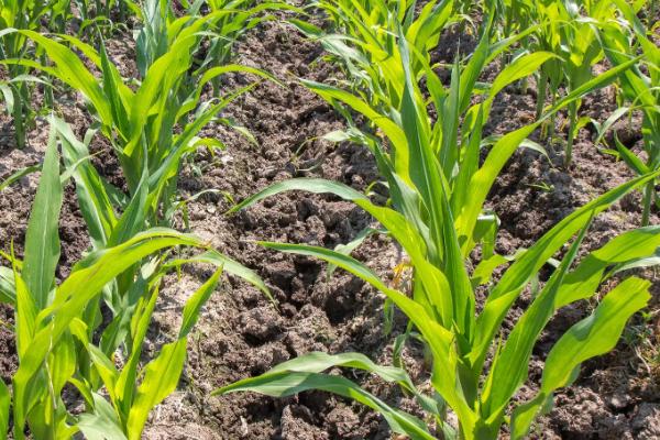 津糯303玉米种子简介,适宜密度为3500株/亩左右