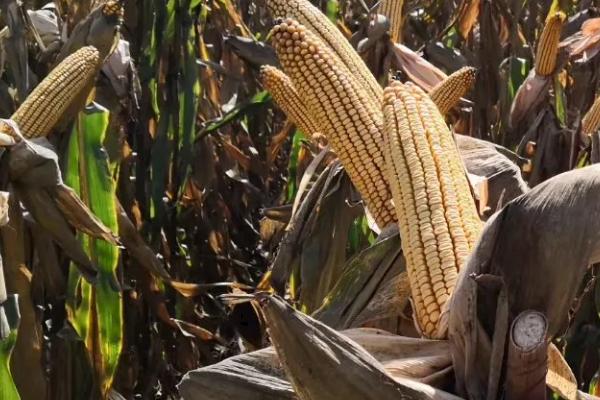 永协135玉米品种简介，高抗丝黑穗病