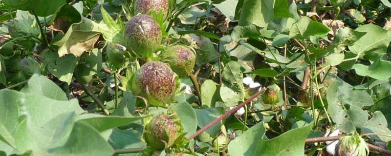 冈棉20号棉花种子特点,属转Bt基因常规抗虫棉品种