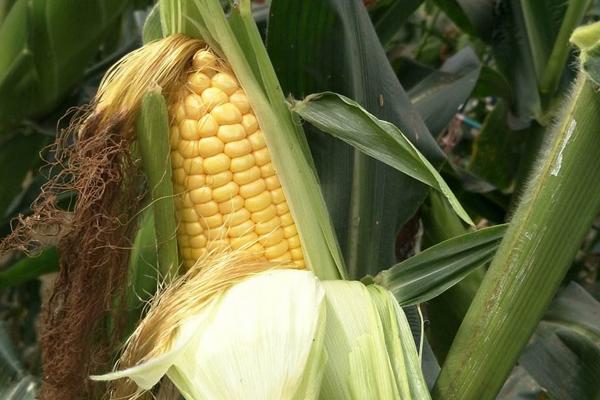 大地181玉米种子简介，每亩适宜密度5000株