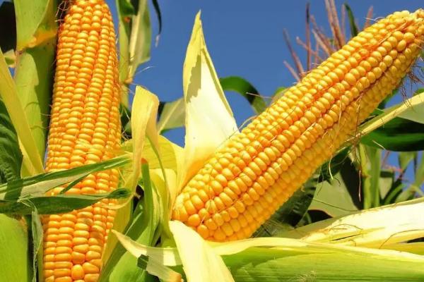 金丰60玉米种子特点,单作每亩种植3000株左右