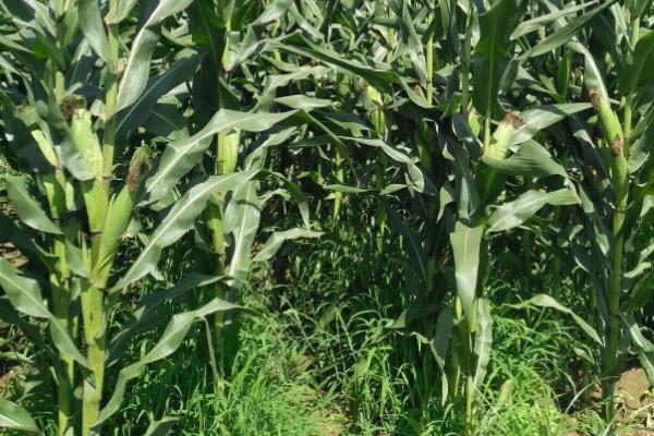 津糯303玉米种子简介,适宜密度为3500株/亩左右