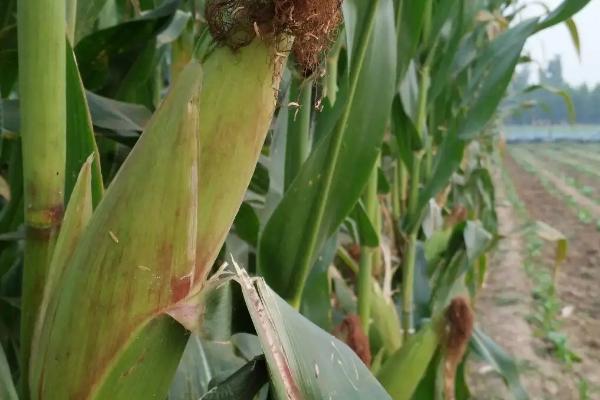 裕丰830玉米种子简介,适宜播期为4月下旬至5月上旬